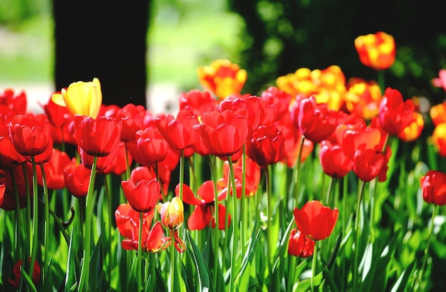 Blooming tulips of red and yellow color in the city park