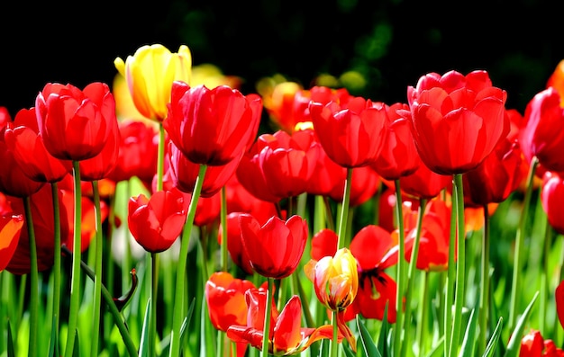 Blooming tulips of red and yellow color in the city park