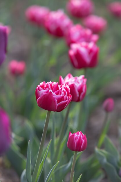 Blooming tulips spring