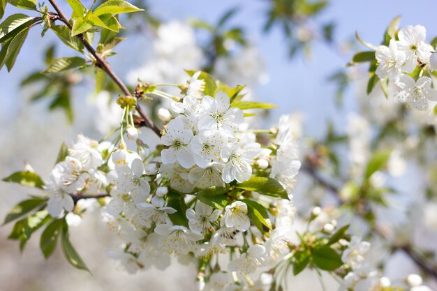 Blooming twigs of cherry. Flowering trees large plpnom spring.