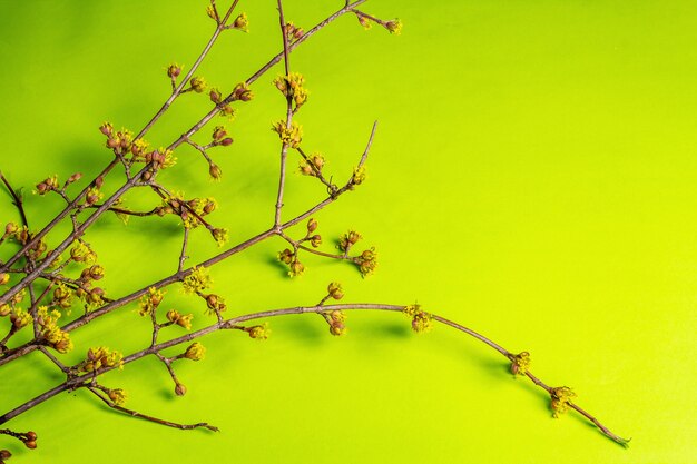 Blooming twigs of dogwood on a green sunny.