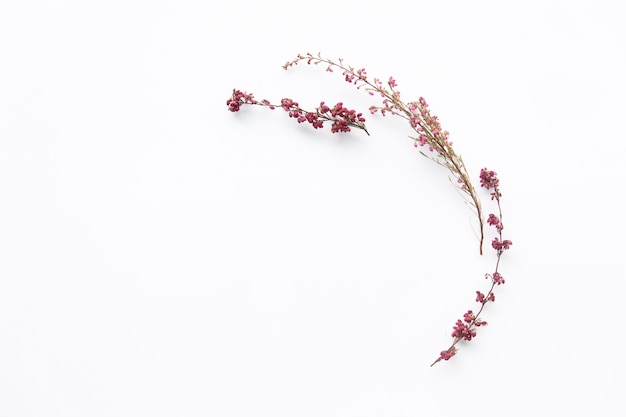 写真 野生の花の咲く小枝