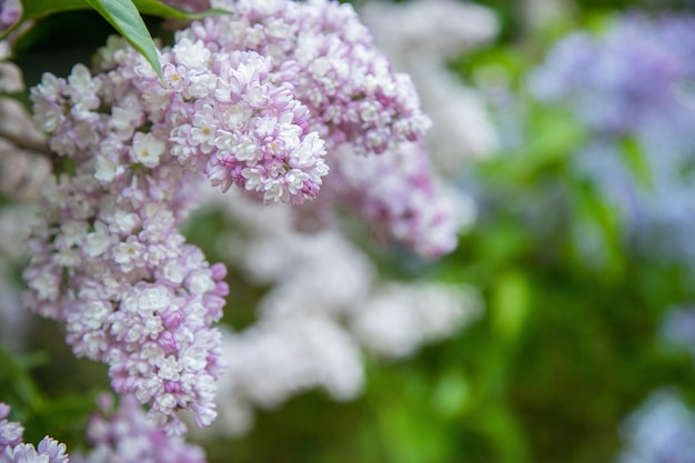 Blooming varietal lilac brunch