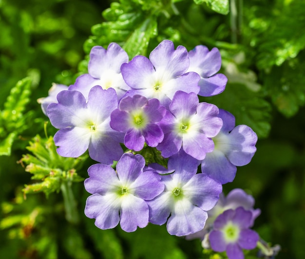 写真 いているヴェルベナの花