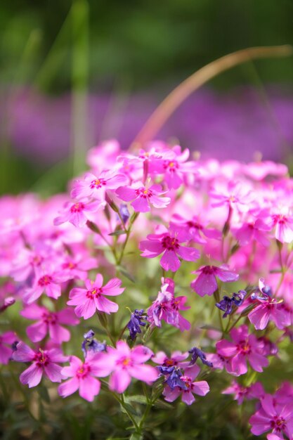 Blooming verbena in spring garden Pattern with small pink verbena flowers