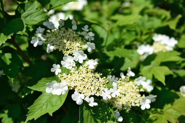blooming viburnum tree with clusters of white flowers in sunny day isolated, macro