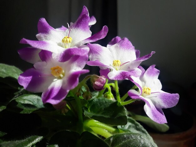 Blooming violet closeup