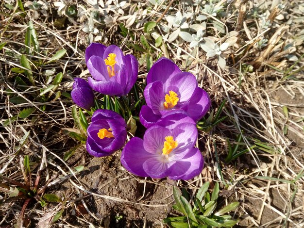 Fioritura di croco viola in primavera su fondo marrone