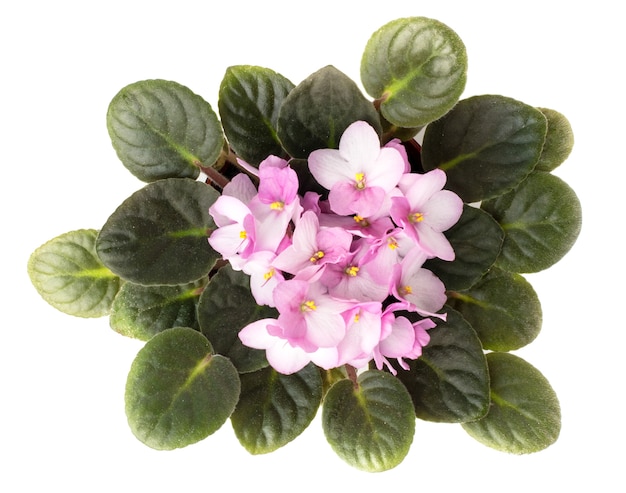 Blooming violet flower on white, isolated. Top view