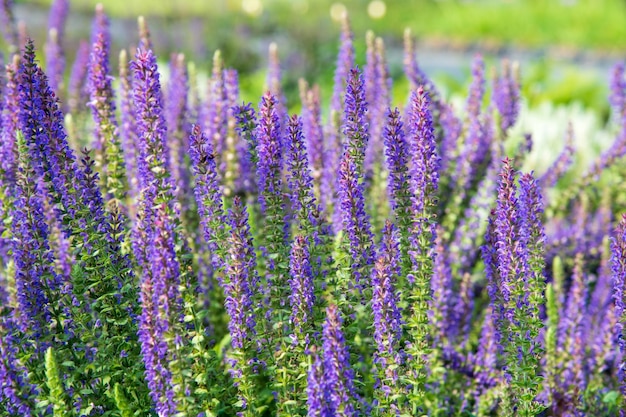 Blooming violet flowers growing on green field