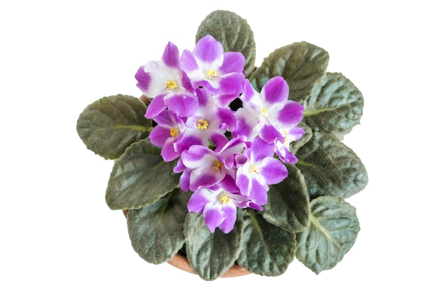 Blooming violet isolated