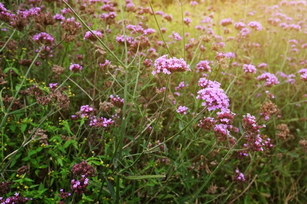 牧草地で自然な日光と紫のバーベナの花が咲く