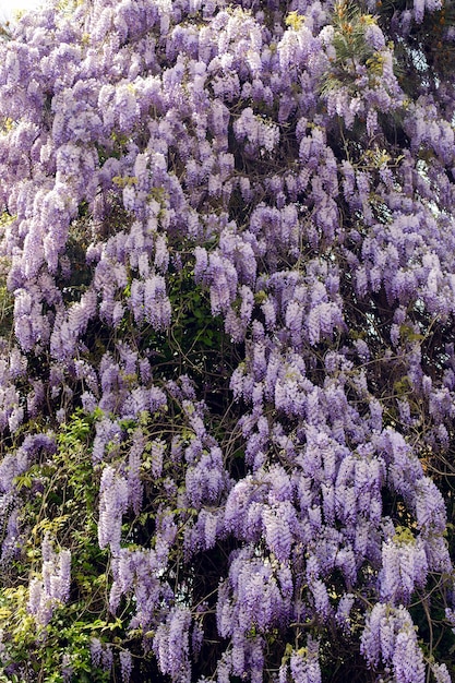 春の庭に咲く紫の藤の木