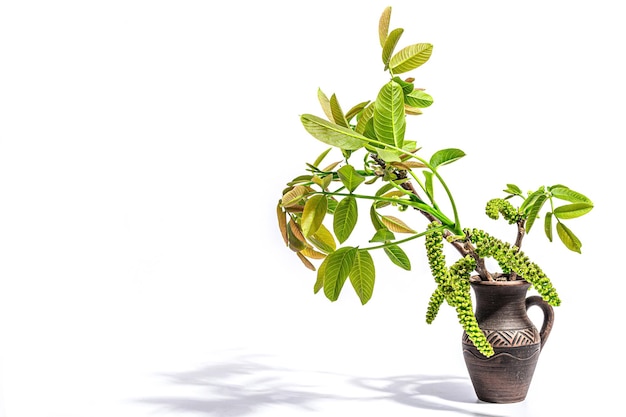 Blooming walnut branch in vase isolated on a white background Young leaves and flowers catkins