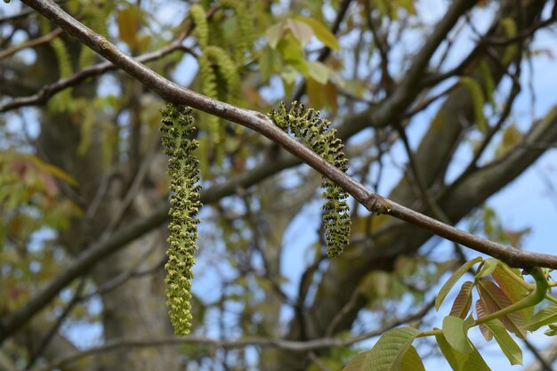 Photo blooming walnut spring