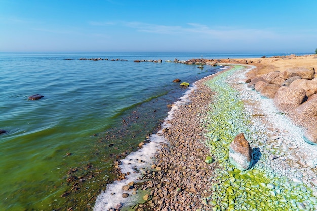 Цветение водных синезеленых водорослей у берега Финского залива Репино Санкт-Петербург