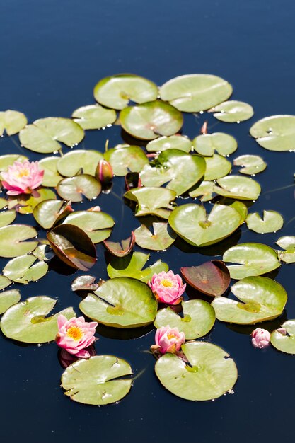 Blooming water lilies in the garden in early summer.