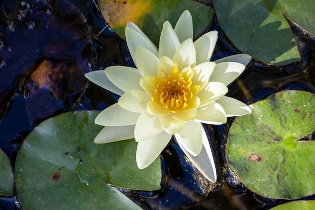 Blooming water lily flower, top view