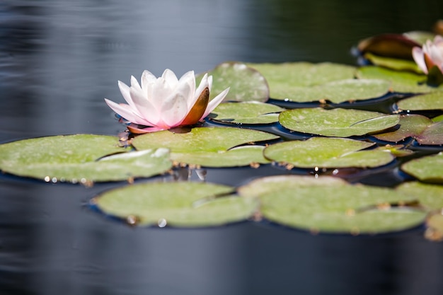 Blooming water lily in small pond.