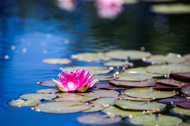 Blooming water lily in small pond.