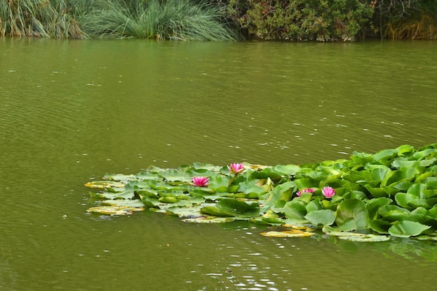 Blooming water lily in a water pond Nymphaea tetragona