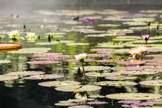 Blooming waterlilies of different colors in water garden.