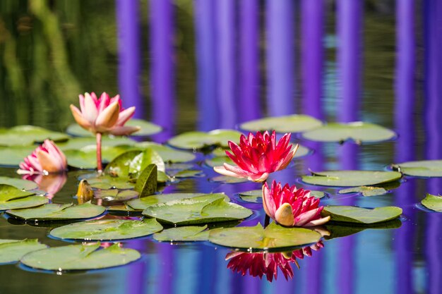 Blooming waterlilies of different colors in water garden.