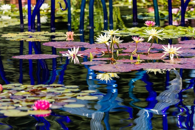 Photo blooming waterlilies of different colors in water garden.