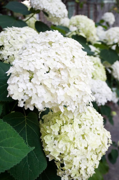 Blooming white Annabelle Hydrangea arborescens