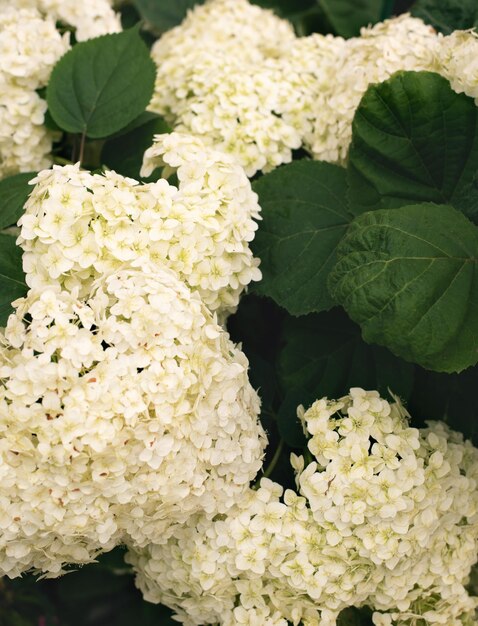 Image of Close-up of white Annabelle hydrangea flower