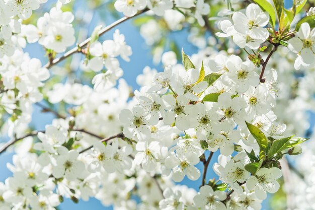 青い空の背景に白いリンゴや桜の花がいています 幸せな過越祭の背景 春 復活祭の背景 世界環境の日 イースター 誕生日 女性の日 休日 トップビュー モックアップ