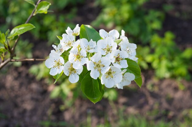 Blooming white apple flowers, close up . 