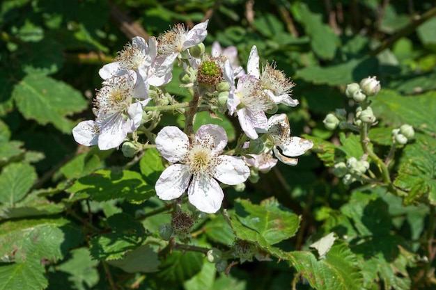 Blooming white blackberry flowers