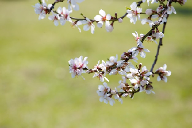 Blooming white branch against the background of green grass