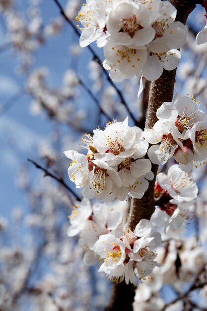 Blooming white branch against the blue sky