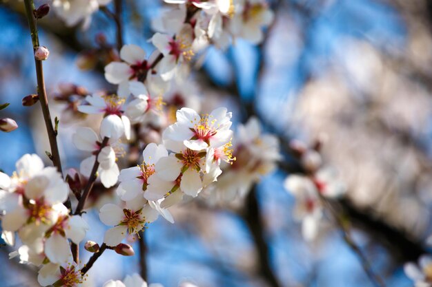 Blooming white branch against the blue sky