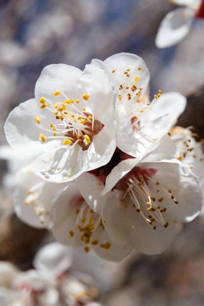 Blooming white branch against the blue sky