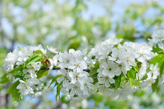 Foto ciliegio bianco in fiore