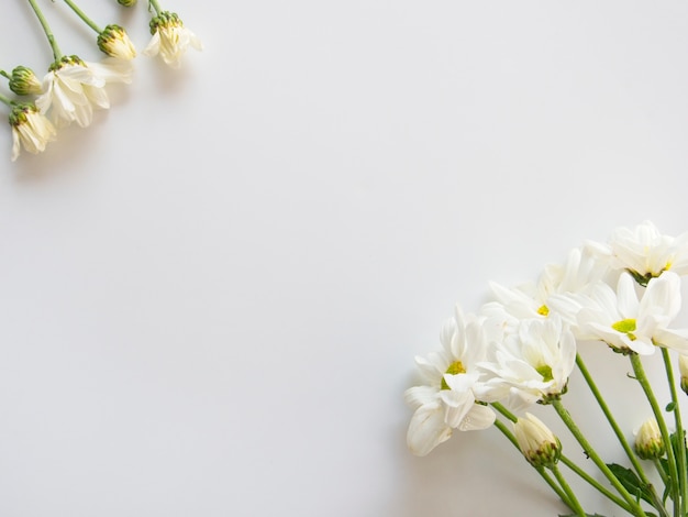 blooming white chrysanthemum flowers with green leaves on white background