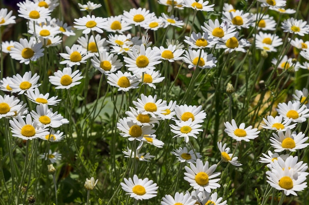 Blooming white daisies.
