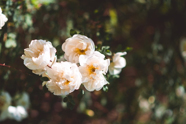 Blooming white dog rose among greenery closeup background