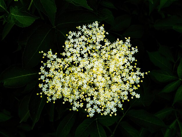 Blooming white elderberry flower in the night darkness