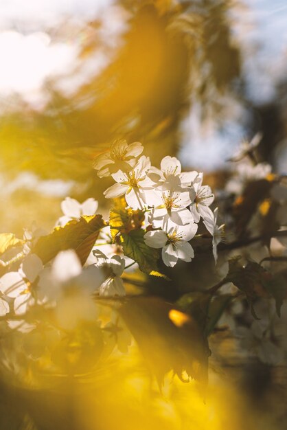 Fiori bianchi che sbocciano sul ramo. sfondo di primavera.