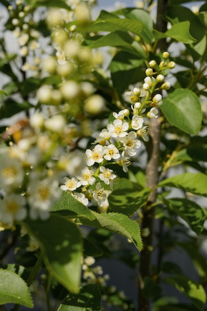 Blooming white flowers on a tree on a sunny day