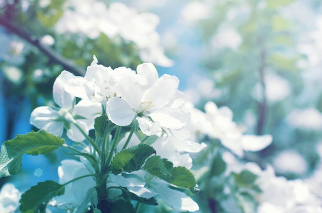 Blooming white flowers