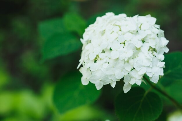 満開の白いアジサイの開花