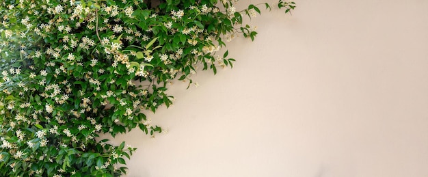 Blooming white jasmine plant on empty pink wall background. Jasminum Multiflorum. Copy space. Banner