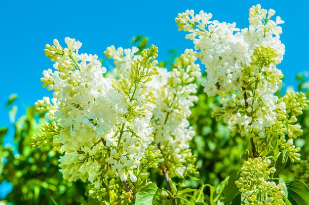 Blooming white lilac on branches in spring against the blue sky