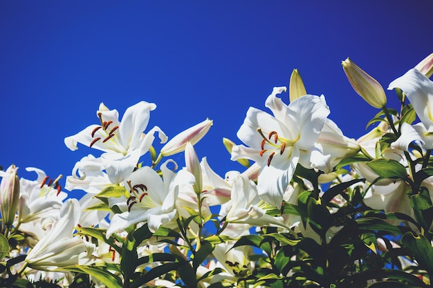 Blooming white lilies against the blue sky