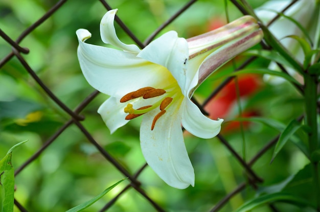 Photo blooming white lilies in the garden